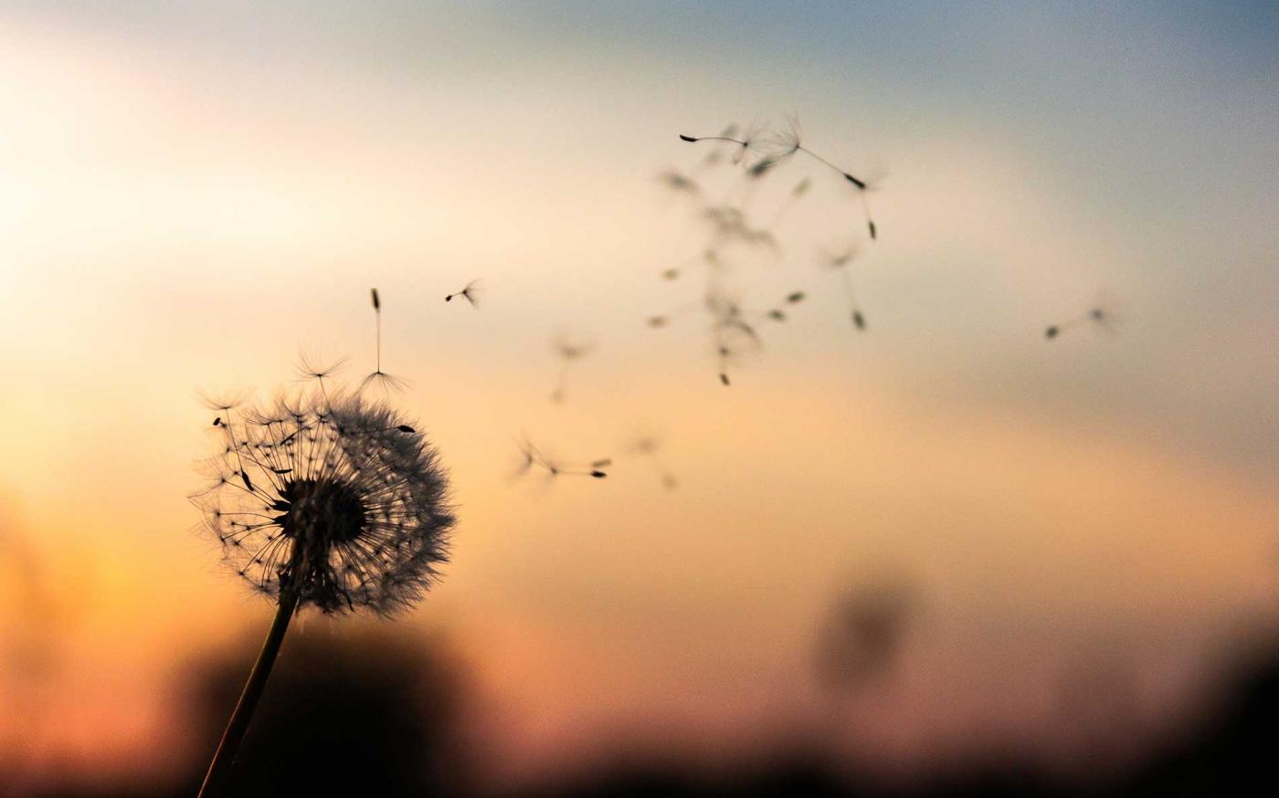 Dandelion blowing in the wind.